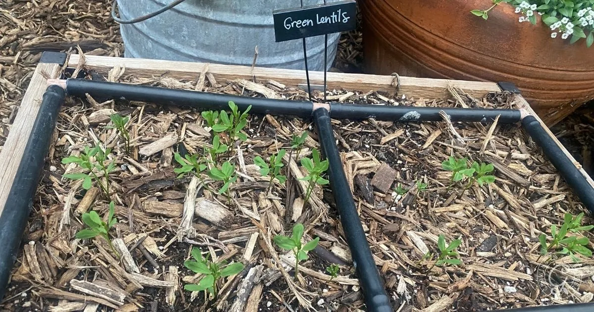 Young green lentil plants sprouting in a sectioned garden bed, labeled with a sign reading Green Lentils, highlight the early stages of lentil cultivation.