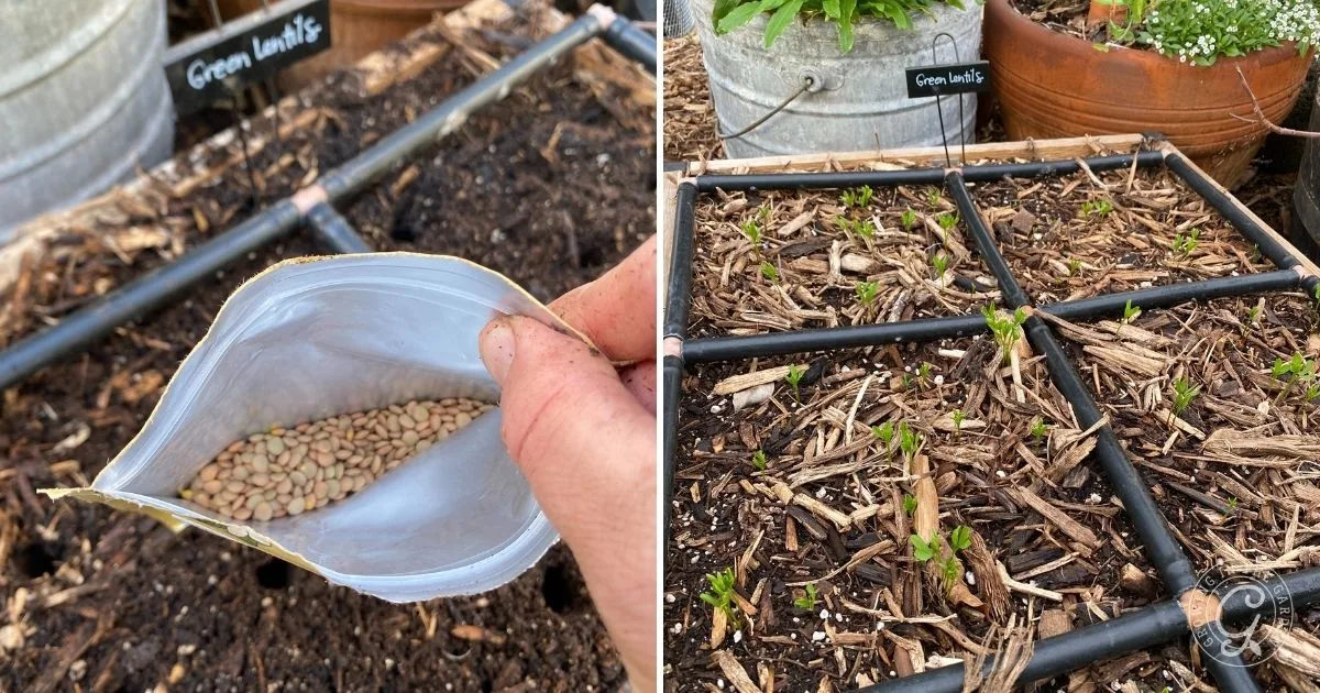 A hand holding lentil seeds over soil; sprouted green lentils in a labeled garden bed, demonstrating how to grow lentils.