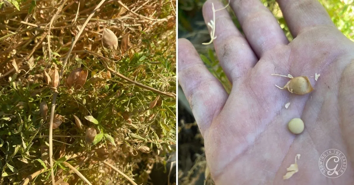 Close-up of lentil plants on the left and a hand holding lentil pods and seeds on the right, illustrating lentil cultivation and how to grow lentils successfully.