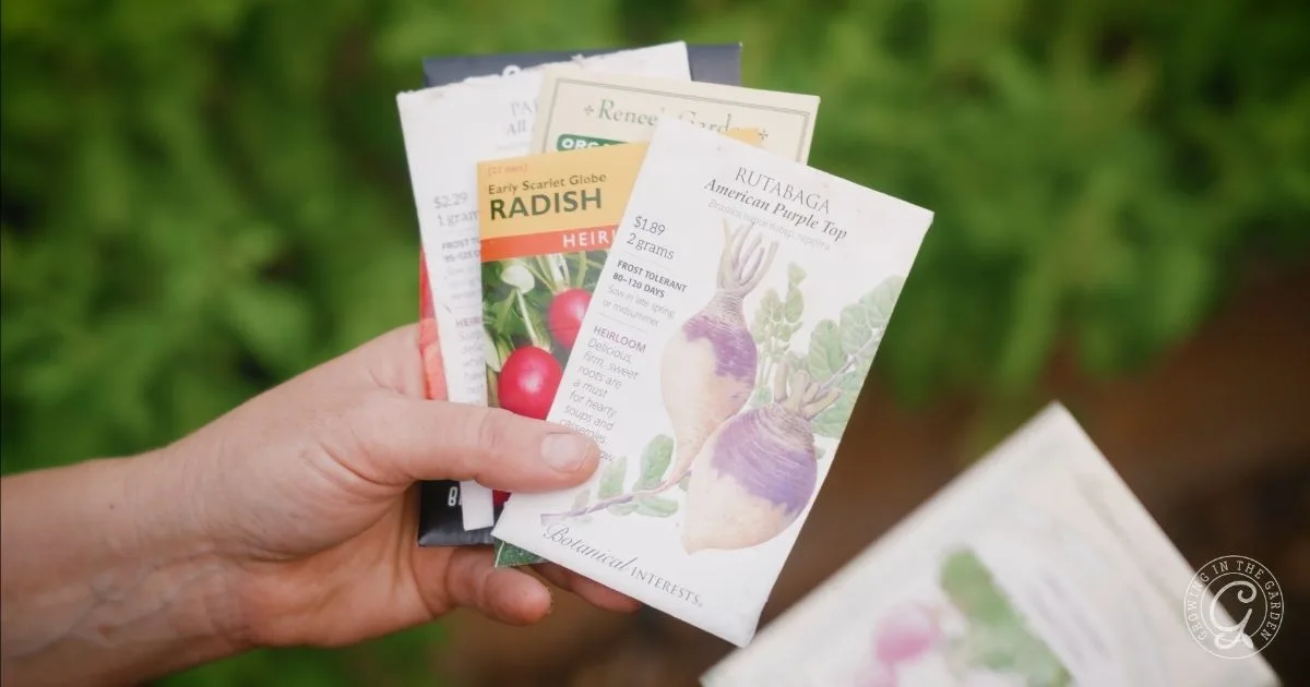 A hand holds several seed packets, including radish and rutabaga, with green plants in the background—perfect inspiration for anyone interested in Rutabaga Growing or seeking Hot Climate Tips.