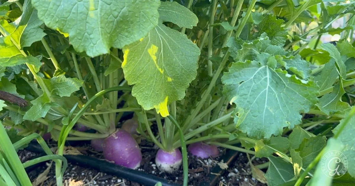 Purple turnips growing in soil, surrounded by green leaves in a garden—perfect inspiration for those seeking rutabaga tips or looking to grow rutabagas, especially for successful Arizona gardening.