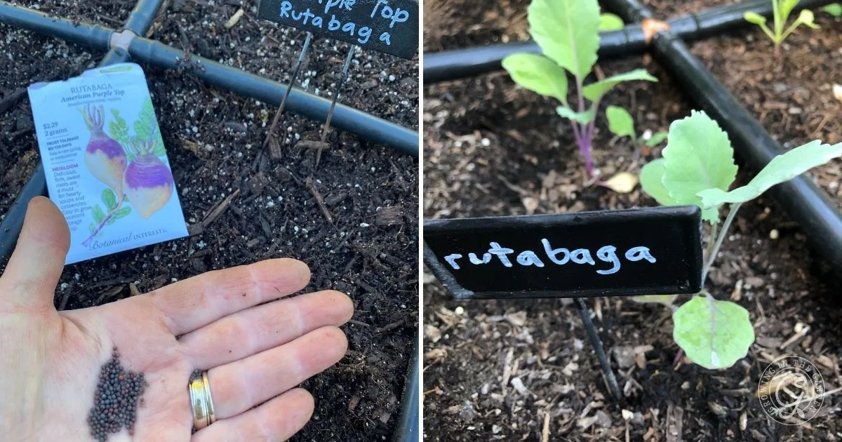 A hand holds rutabaga seeds; rutabaga seedlings grow in soil with labeled garden markers, demonstrating essential Rutabaga Tips for anyone looking to Grow Rutabagas successfully.