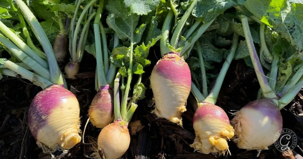 Several freshly harvested rutabagas with green tops lie on dark soil in bright sunlight, showcasing the rewards of Arizona gardening and how easy it can be to grow rutabagas in sunny climates.