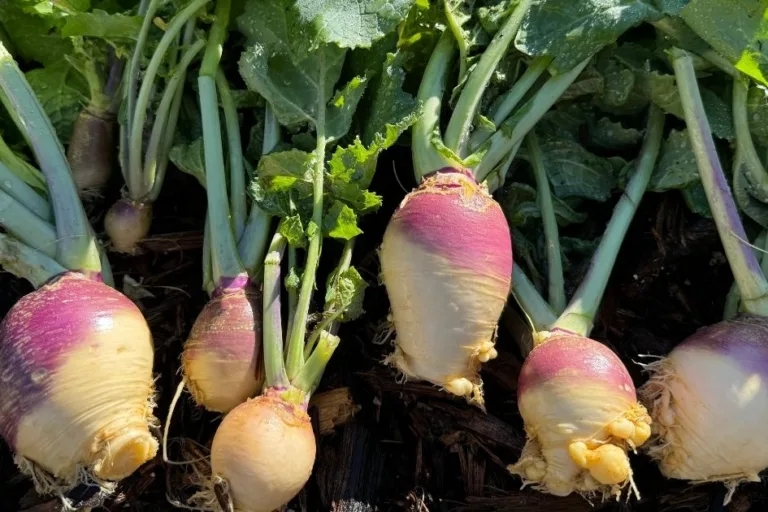 How to Grow Rutabagas (Plus Hot Climate Tips) featured image