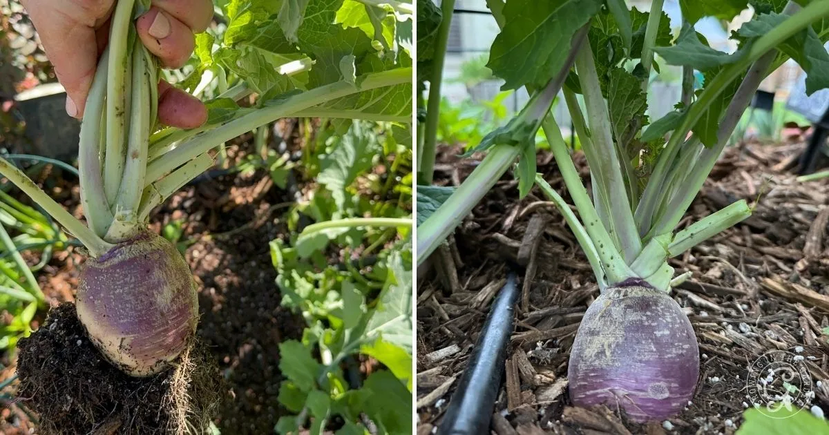 Two purple and white turnips growing in soil, surrounded by green leaves and garden mulch—a perfect inspiration for Arizona gardening enthusiasts looking to grow rutabagas successfully.