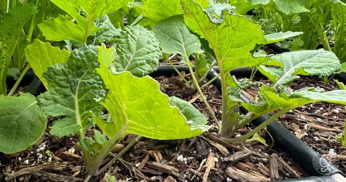 Young green mustard plants growing in a garden bed with mulch and irrigation tubing, ideal conditions similar to those recommended in Arizona gardening and Rutabaga Growing Tips.