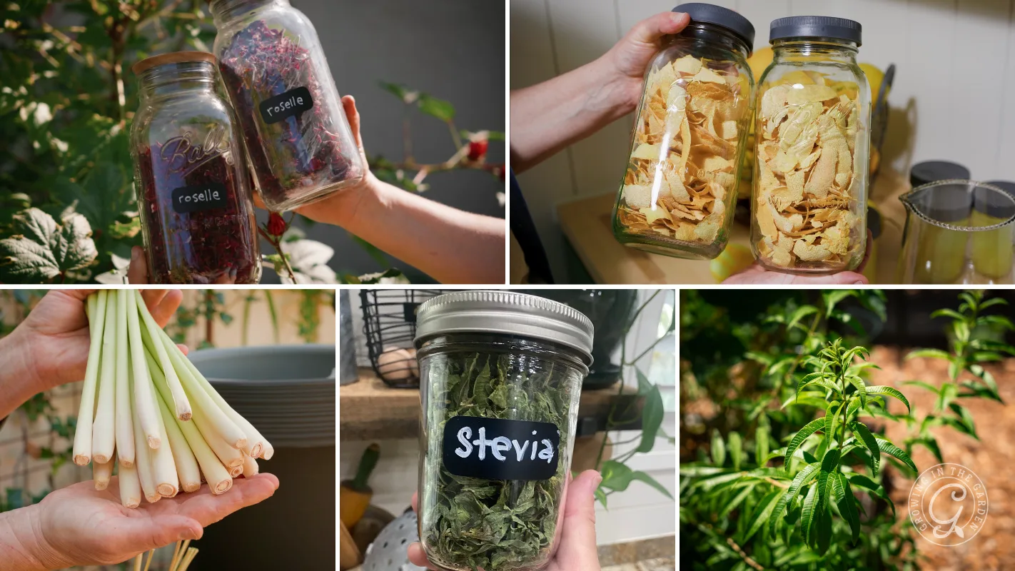 Hands hold jars of dried herbs: roselle, stevia, lemongrass, ginger, and turmeric, with plants in background.