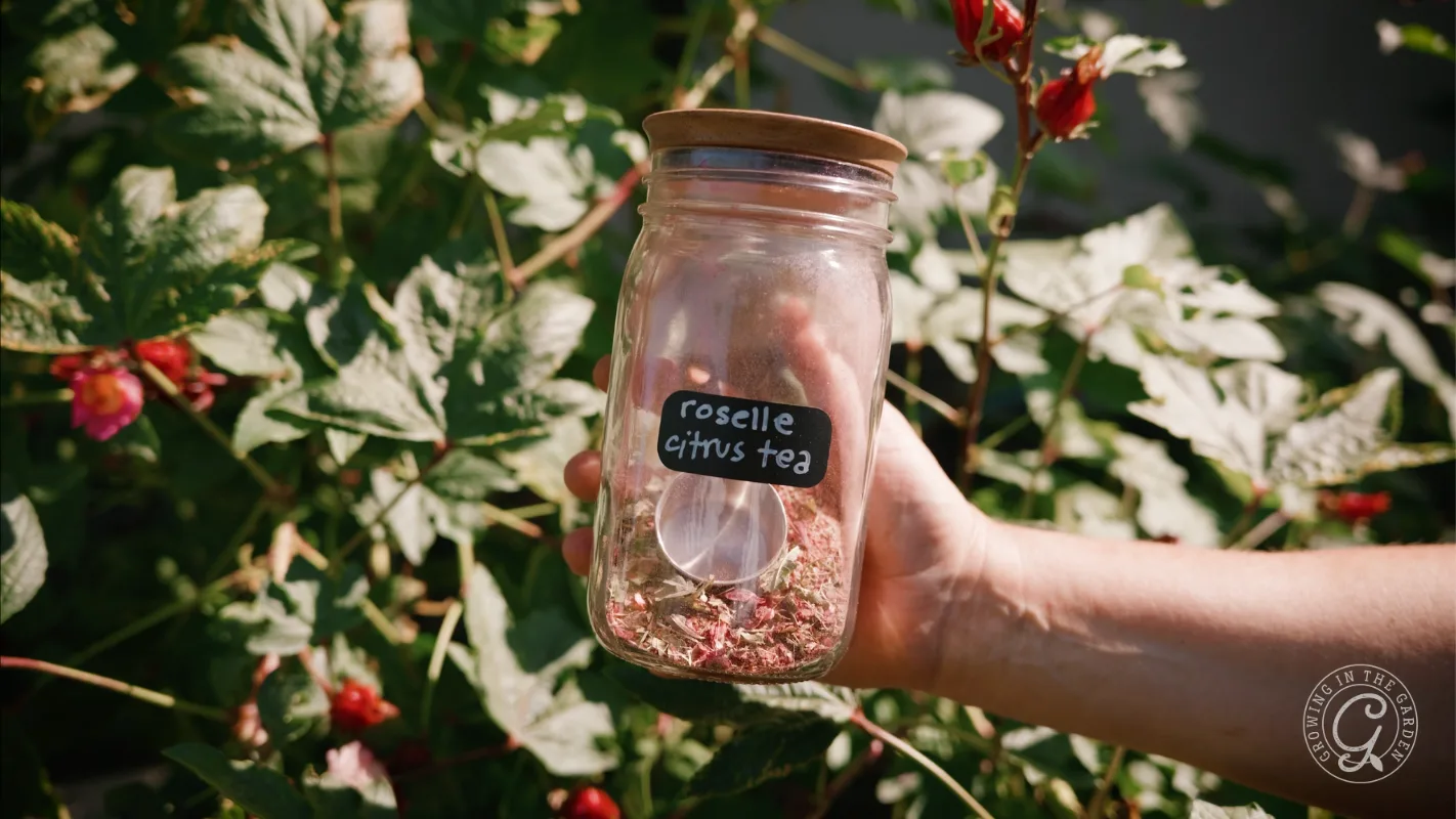 A hand holds a jar labeled roselle citrus tea with dried tea, in front of green leafy plants and red buds.