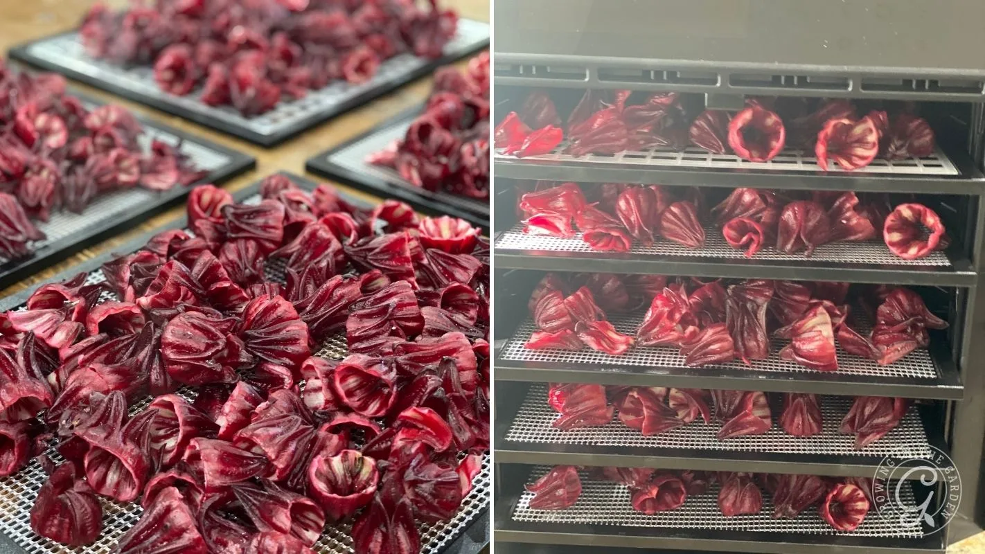 Close-up of dried red flowers on trays next to trays of flowers inside a dehydrator.