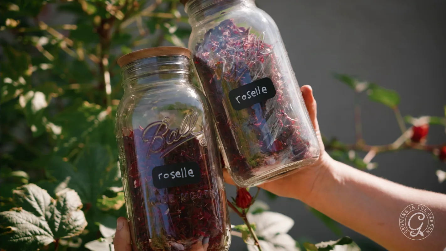 Two hands hold jars labeled roselle, filled with dried red petals, in sunlight near green leaves.