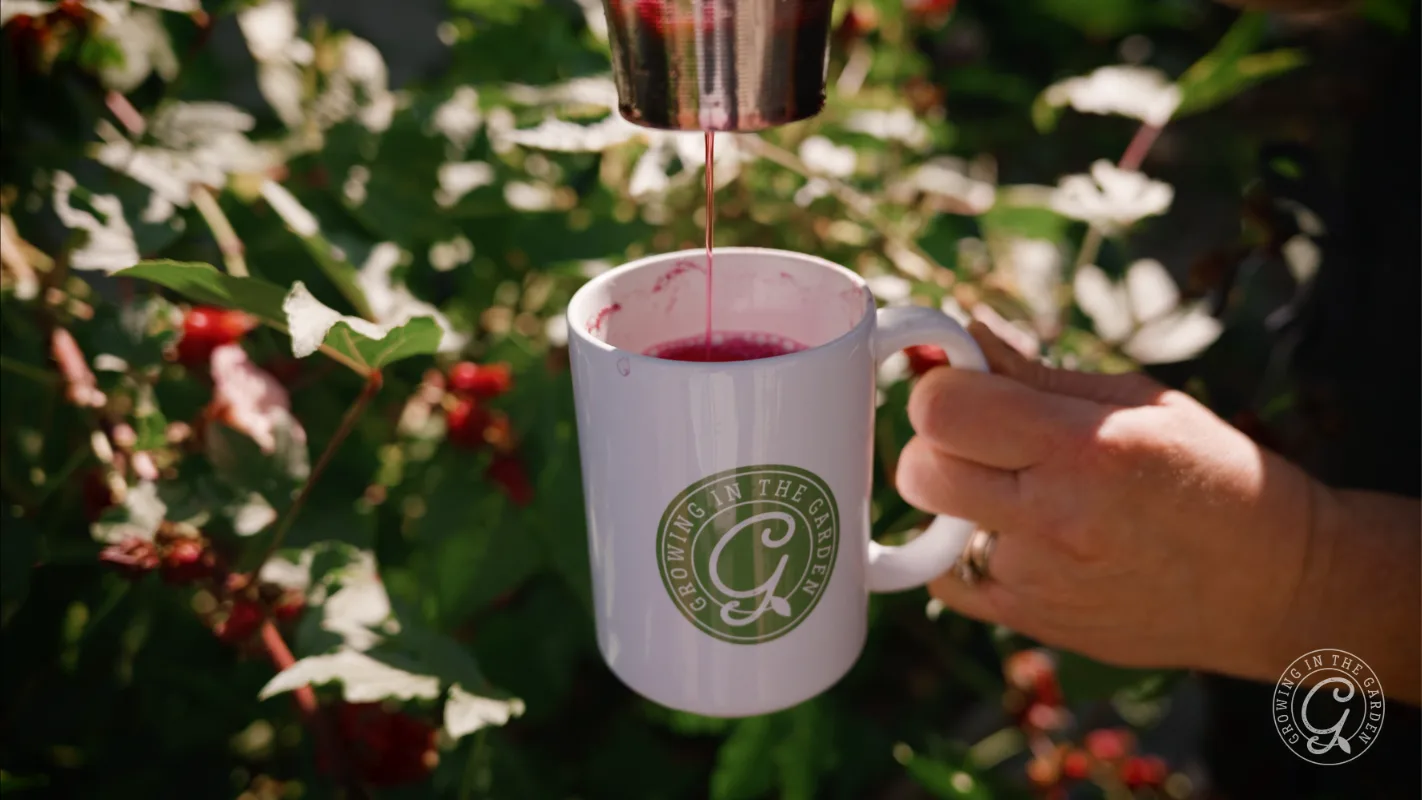 A person pours red juice from a strainer into a white mug with a green logo outdoors near plants.