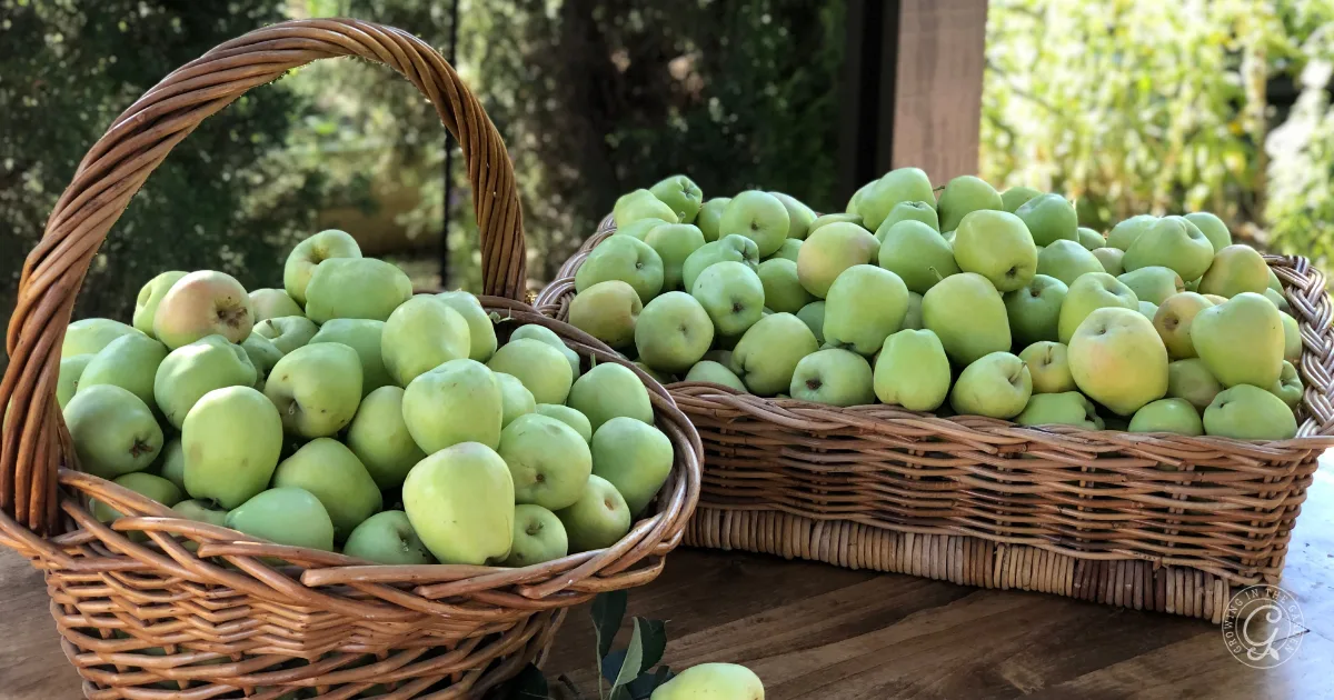 Two wicker baskets filled with green apples sit on a wooden table outdoors, ready for an apple harvest and the best way to use apples, like baking delicious German Apple Pancakes.