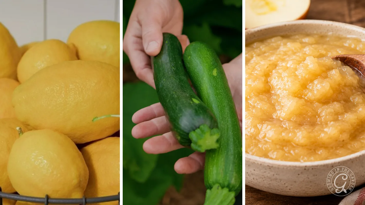 Lemons, hands holding zucchinis, and a bowl of applesauce arranged in a three-part collage.