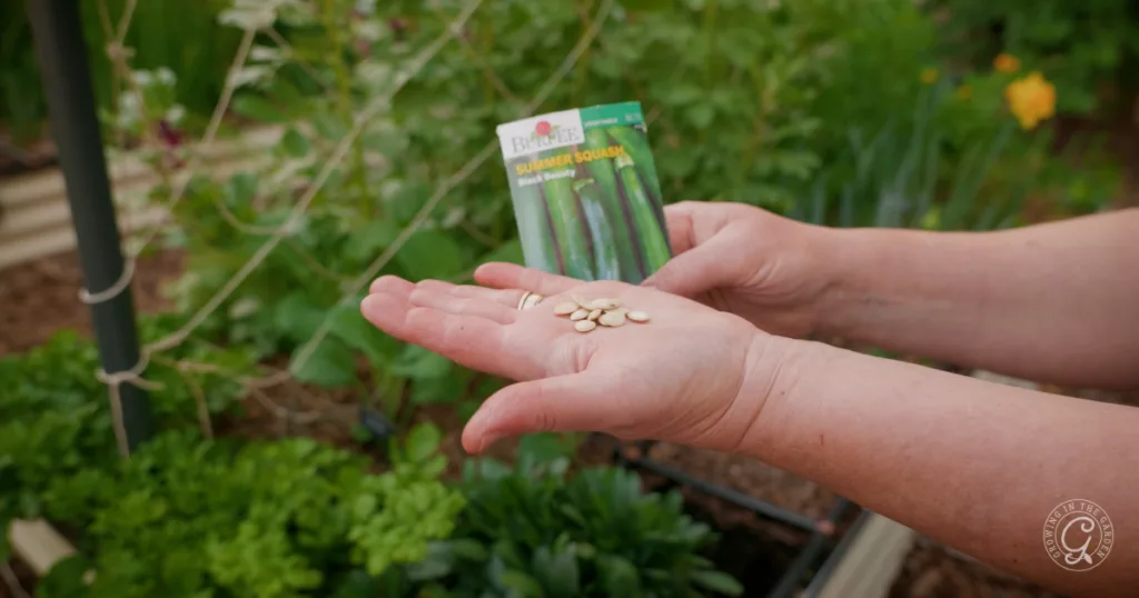 A person holds squash seeds and a summer squash seed packet in a garden, showing how easy it is to skip the transplants and plant from seed for a thriving harvest.