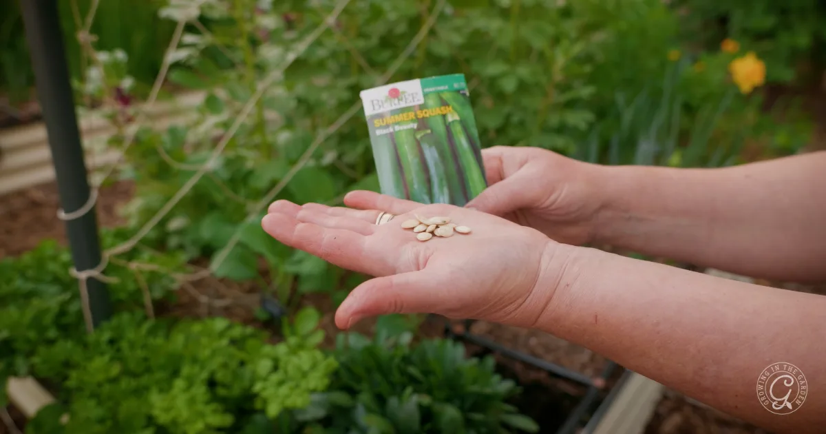 A person holds squash seeds and a summer squash seed packet in a garden.
