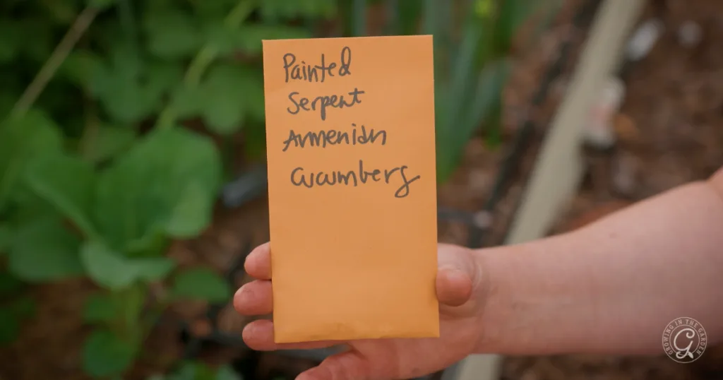 A hand holds a seed packet labeled Painted Serpent Armenian Cucumbers in a garden, ready to plant from seed and skip the transplants for a fresh harvest.