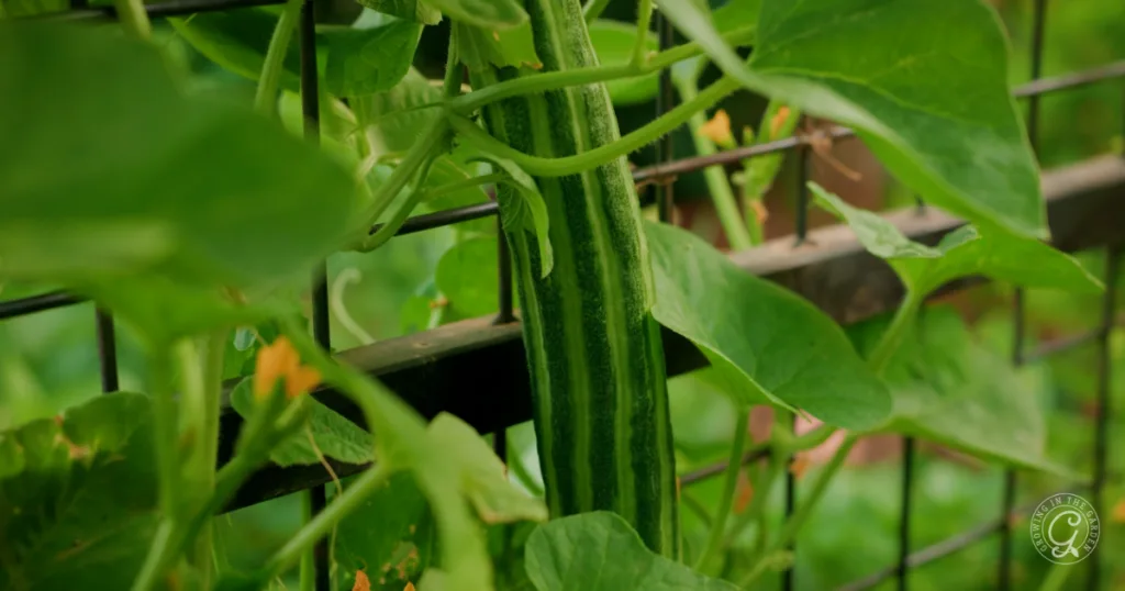 A long, green cucumber grows vertically on a vine supported by a metal fence, thriving after planting from seed and skipping the transplants.
