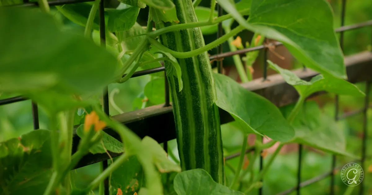 A long, green cucumber grows vertically on a vine supported by a metal fence.