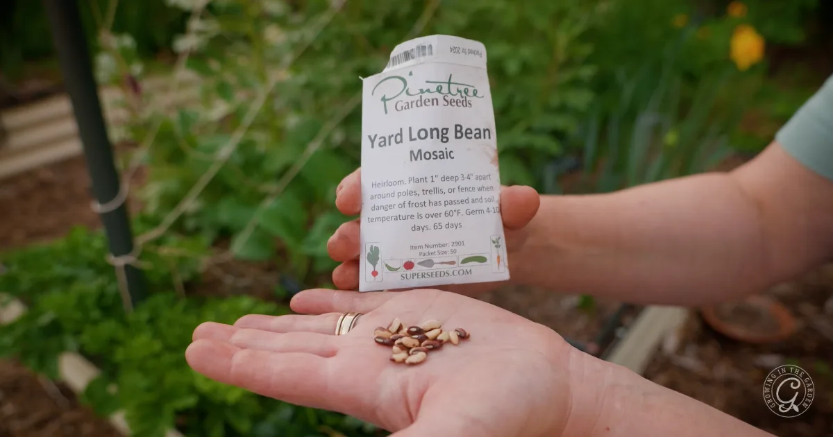 A hand holds yard long bean seeds with a seed packet in a garden setting.