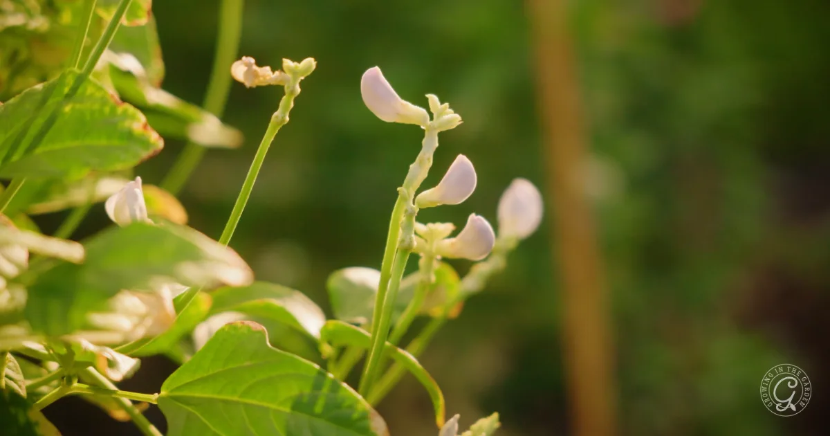 Close-up of bean plant with small, pale flowers and green leaves in sunlight.