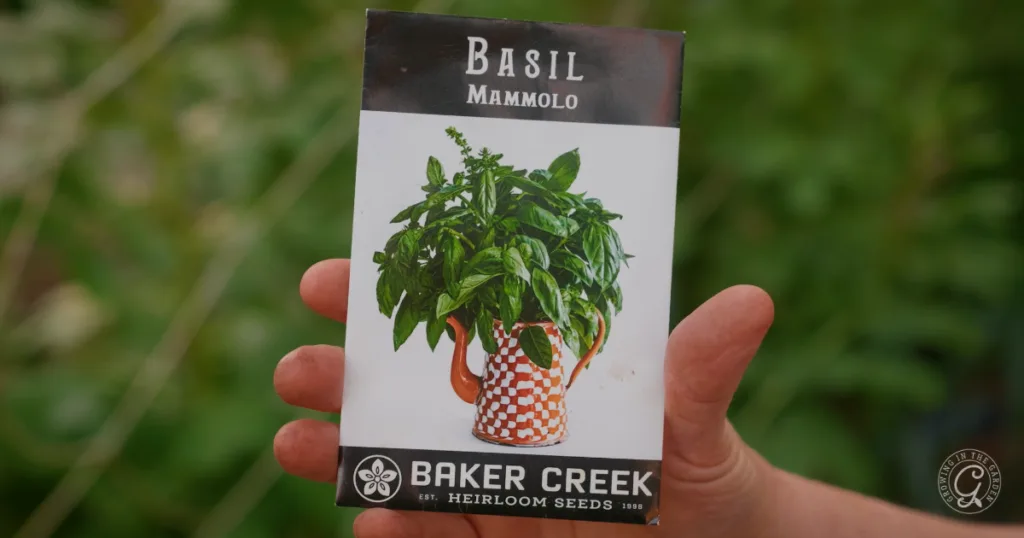 A hand holds a Basil Mammolo seed packet from Baker Creek Heirloom Seeds against a green background, ready for planting from seed—skip the transplants and enjoy one of the best seeds to plant this season.