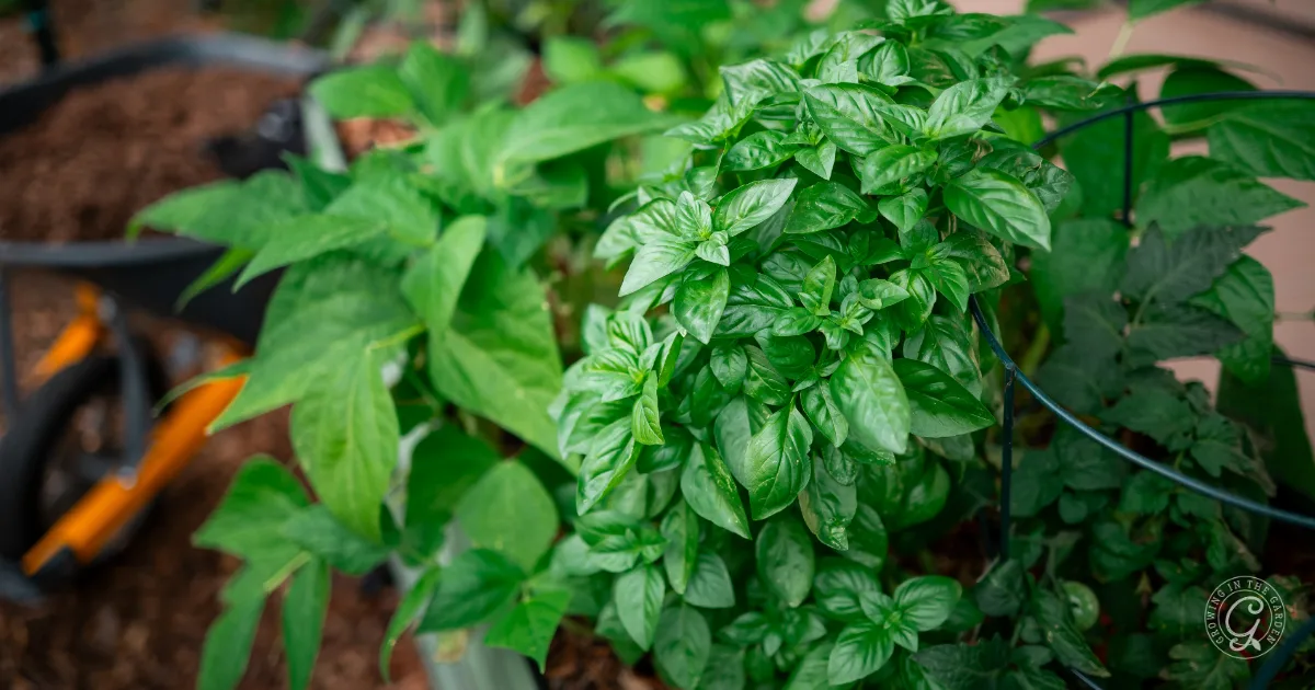 Lush green basil and bean plants growing in a garden bed, thriving from seeds to plant, with a wheelbarrow in the background.