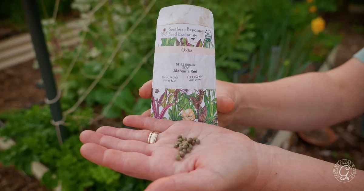 A hand holds okra seeds to plant; a seed packet labeled Alabama Red is visible, with a garden in the background.