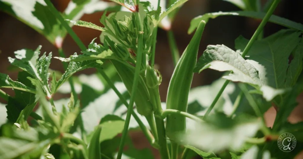 Close-up of green okra pods growing on a plant with leafy stems in sunlight—perfect for those planting from seed and looking to skip the transplants this season.