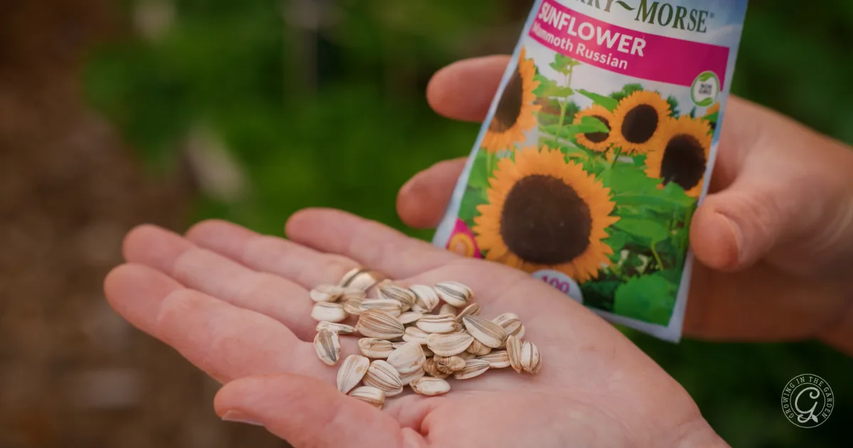 A hand holds sunflower seeds with a sunflower seed packet in the background.
