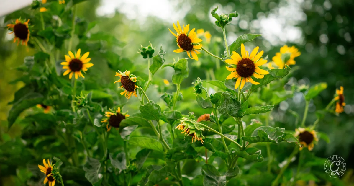 Yellow sunflowers with dark centers bloom among green leaves in a garden under a partly cloudy sky.