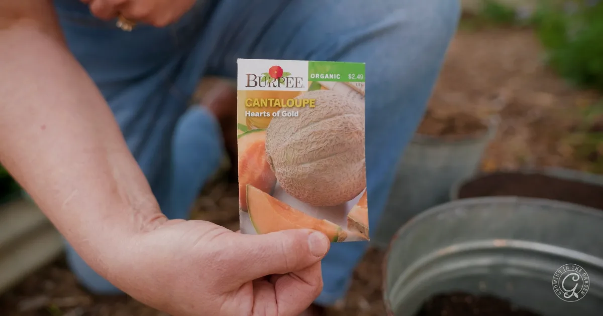 A person holds a Burpee cantaloupe seed packet near a garden with soil and metal buckets.