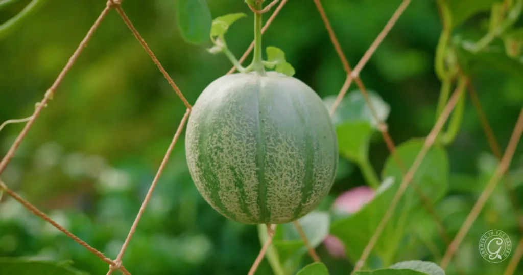 A green melon hanging from a vine, supported by a netting trellis, with leafy greenery in the background—a beautiful result of planting from seed and choosing to skip the transplants.