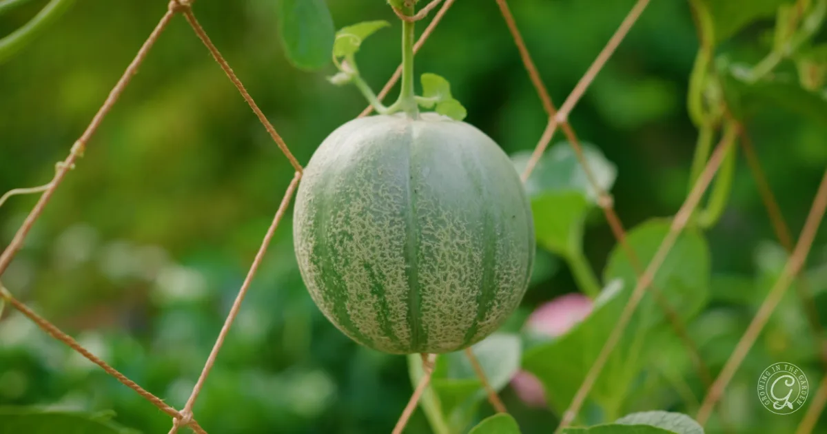 A green melon hanging from a vine, supported by a netting trellis, with leafy greenery in the background.