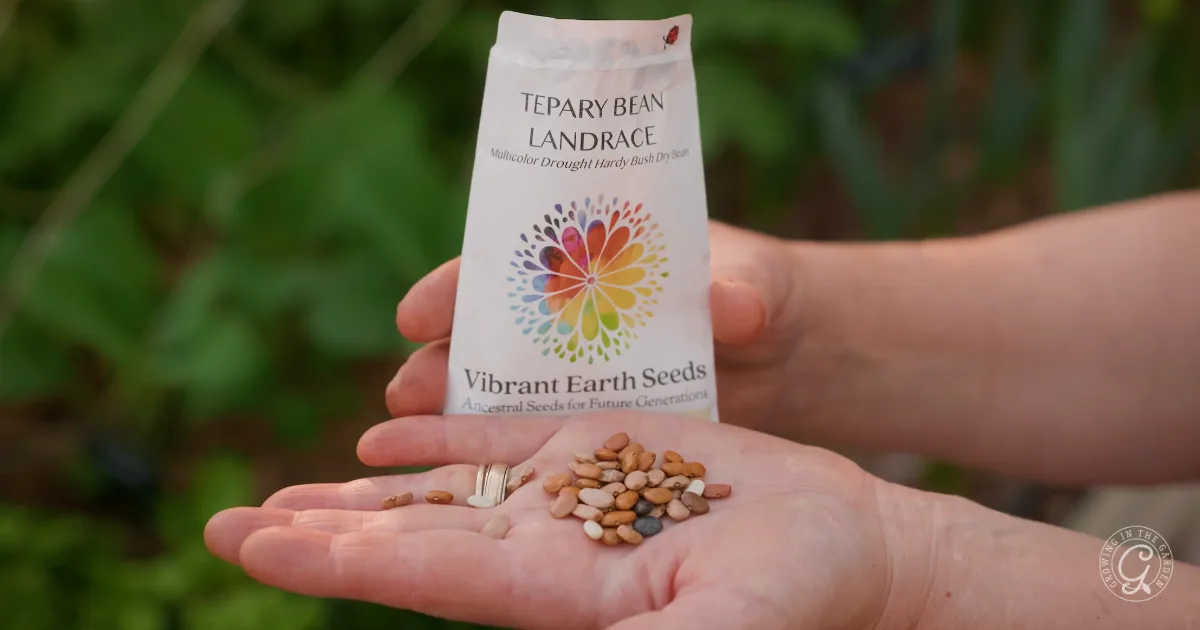A hand holds assorted seeds to plant with a Tepary Bean Landrace seed packet labeled Vibrant Earth Seeds in the background.