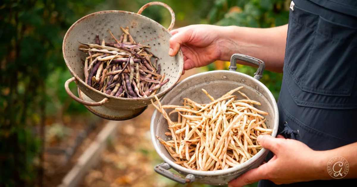 In a garden, a person holds two colanders of dried bean pods—one with purple pods, one tan.