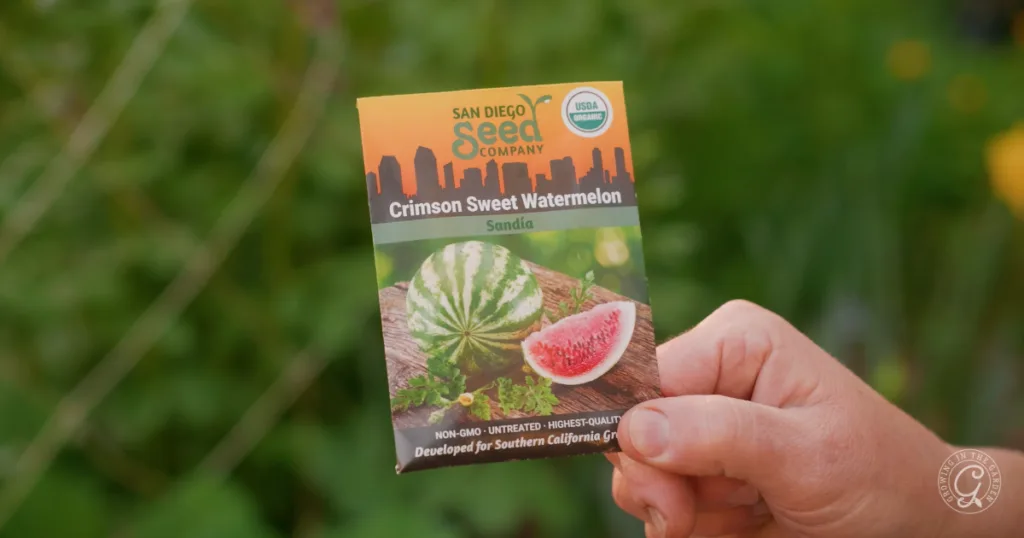 A hand holds a Crimson Sweet Watermelon seed packet from San Diego Seed Company in a garden setting, ready to skip the transplants and plant from seed for a thriving summer harvest.