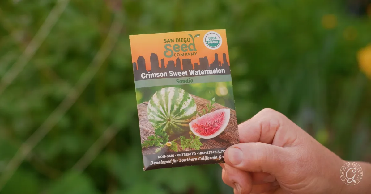 A hand holds a Crimson Sweet Watermelon seed packet from San Diego Seed Company in a garden setting.