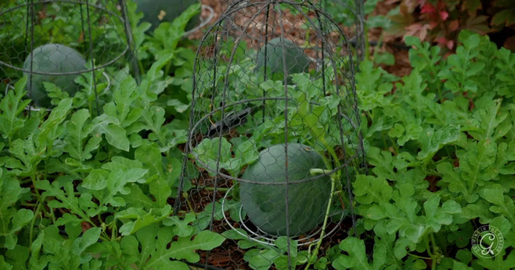 A watermelon growing in a garden, protected by a wire cage and surrounded by leafy green vines, shows how rewarding it can be to plant from seed—skip the transplants for a thriving harvest.