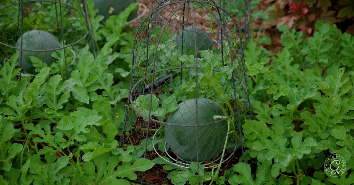 A watermelon growing in a garden, protected by a wire cage and surrounded by leafy green vines.