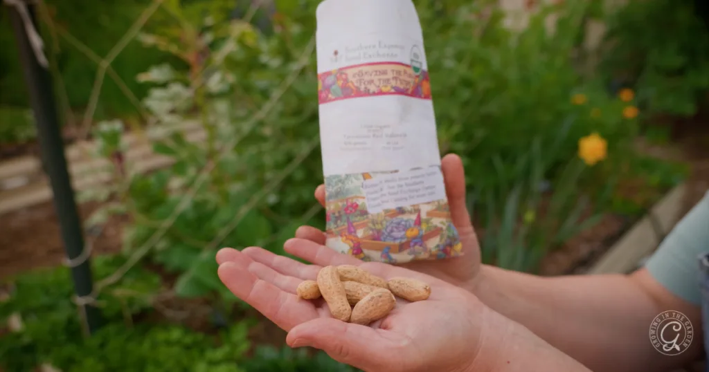 A person holds peanuts in one hand and a colorful seed packet in the other, ready to skip the transplants and plant from seed, with a lush garden in the background.