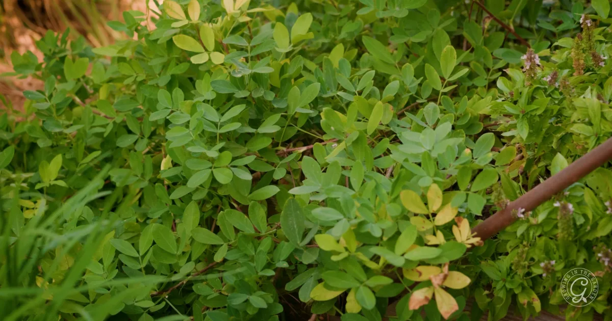 Close-up of dense green foliage with small oval leaves, some showing hints of yellow and brown.