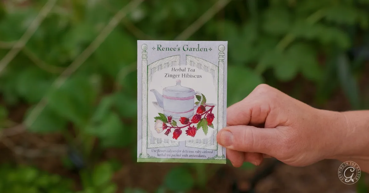 A hand holds a Renee’s Garden Zinger Hibiscus herbal tea seed packet in a garden setting.