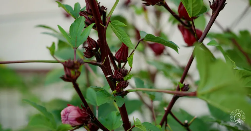 Roselle plant with green leaves and red flower buds growing on maroon stems, perfect to plant from seed if you prefer to skip transplants, shown against a blurred background.