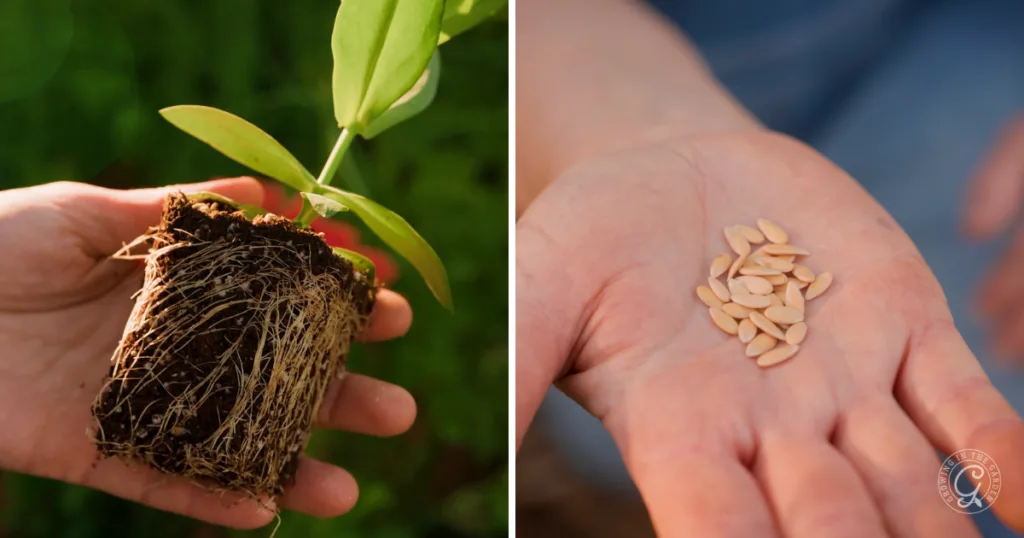Left: Hand holding a plant seedling with visible roots. Right: Hand holding several seeds, ready to plant from seed and skip the transplants for a thriving garden.