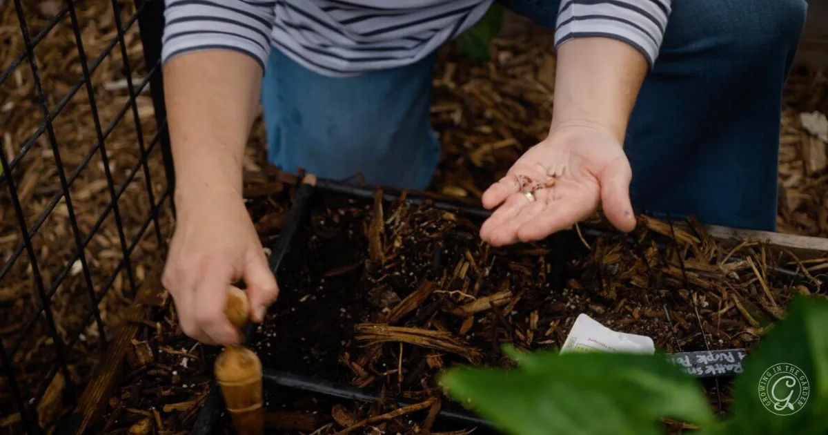 A person planting from seed in soil, holding seeds to plant in one hand and using a tool with the other.