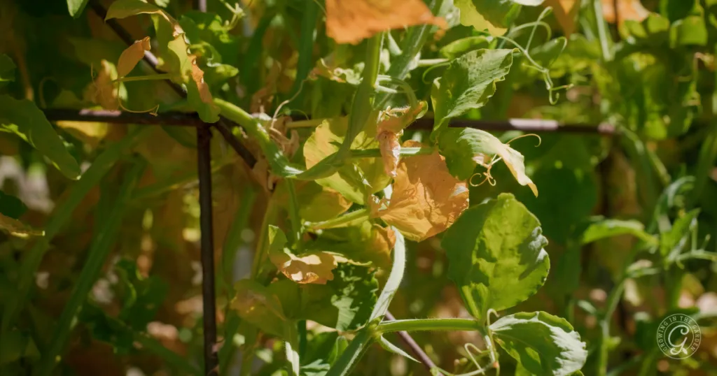 Green pea plant with some yellow and brown leaves growing on a wire trellis in sunlight—a common sight in gardening, especially with rising temperatures affecting leaf color.