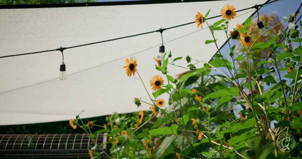 Yellow sunflowers grow in the garden under a white sunshade with string lights hanging above them, offering gardening tips for when it gets hotter earlier, all set against a blue sky.
