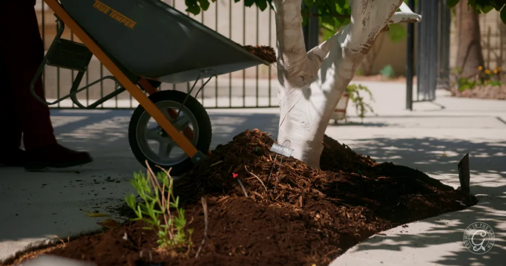 A wheelbarrow dumps mulch around a tree trunk in a landscaped garden bed, showing smart garden adaptation for hotter weather gardening on a sunny day.