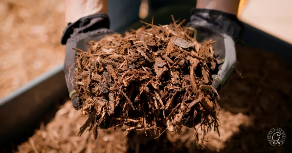 Gloved hands holding a pile of mulch or compost over a larger container of similar material—essential gardening tips for keeping your garden thriving, especially as it gets hotter earlier each season.