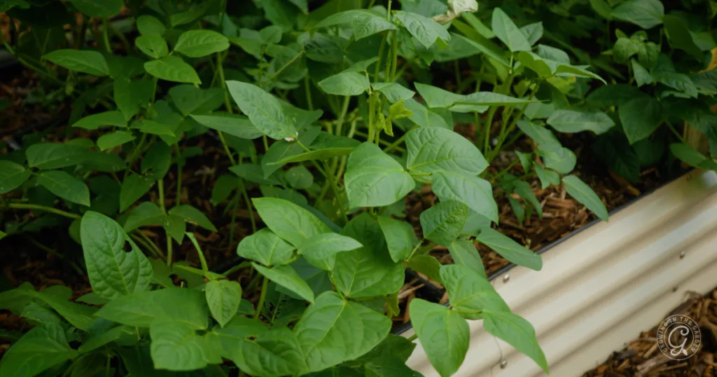 Green bean plants growing densely in a raised garden bed with mulch on the soil surface, adapting to changing conditions as it gets hotter earlier in the garden season.